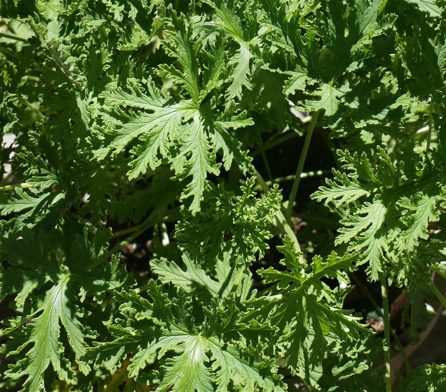 Citronella-Blätter