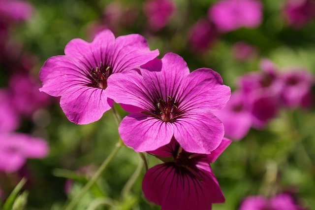 Geranienblüten