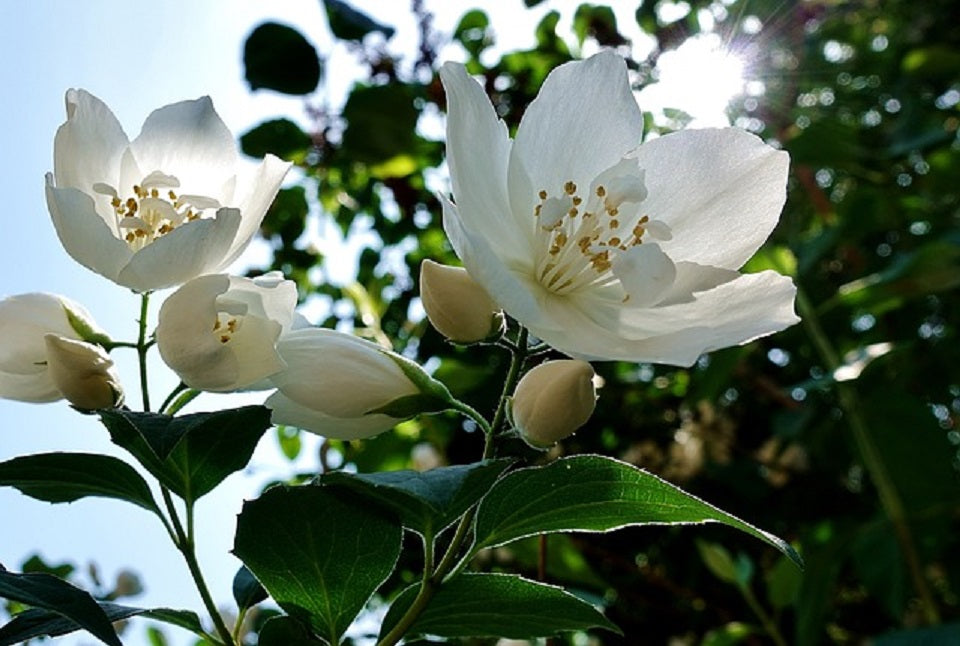 Jasminblüte