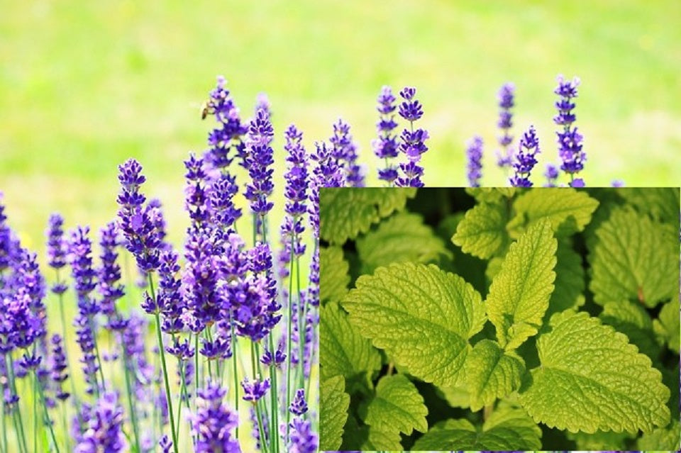 Lavendelblüten und Melissenblätter