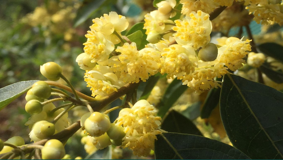 Litsea Cubeba Strauch mit Blüten und Früchten