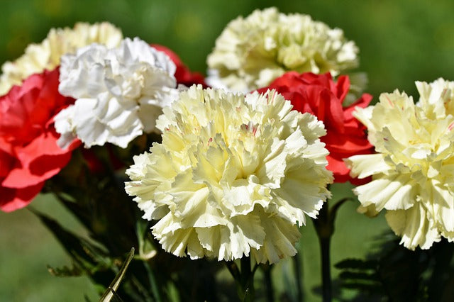 Nelkenblüten