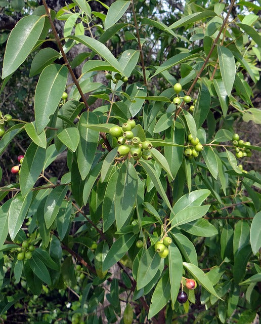 Sandelholz-Äste und Beeren
