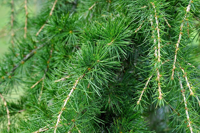 Cedernholz 100ml - ätherisches Öl, naturrein