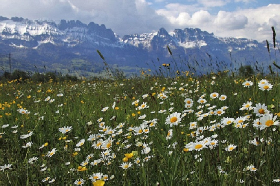 Wiese mit Blumen und Bergpanorama