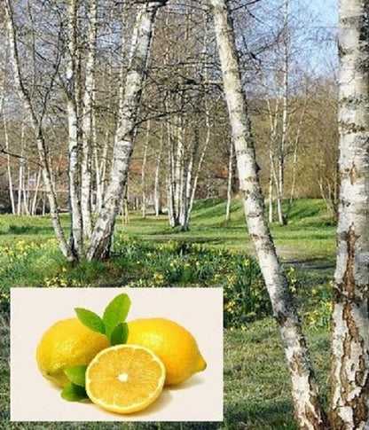 Birken im Park und Zitronen