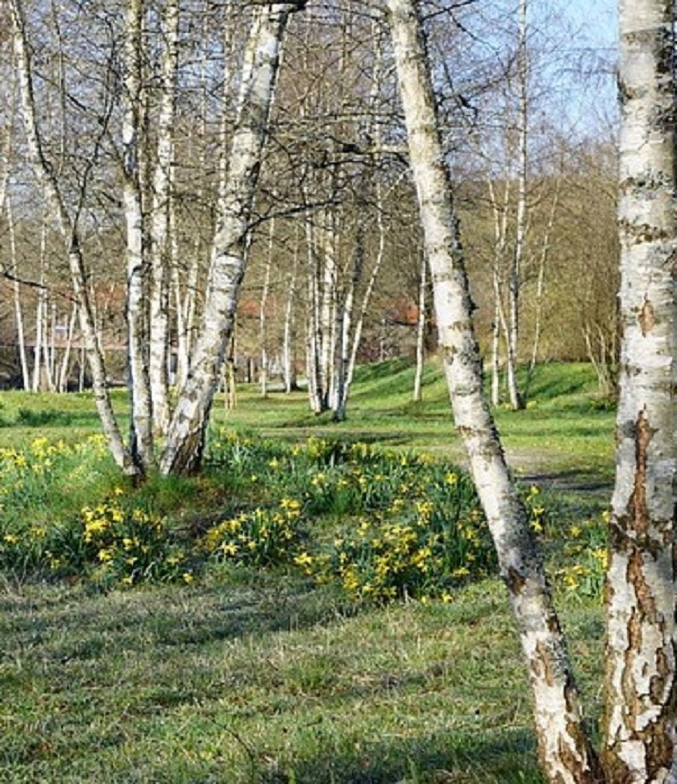 Birkenbäume im Park