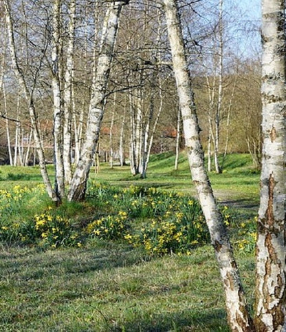 Birkenbäume im Park