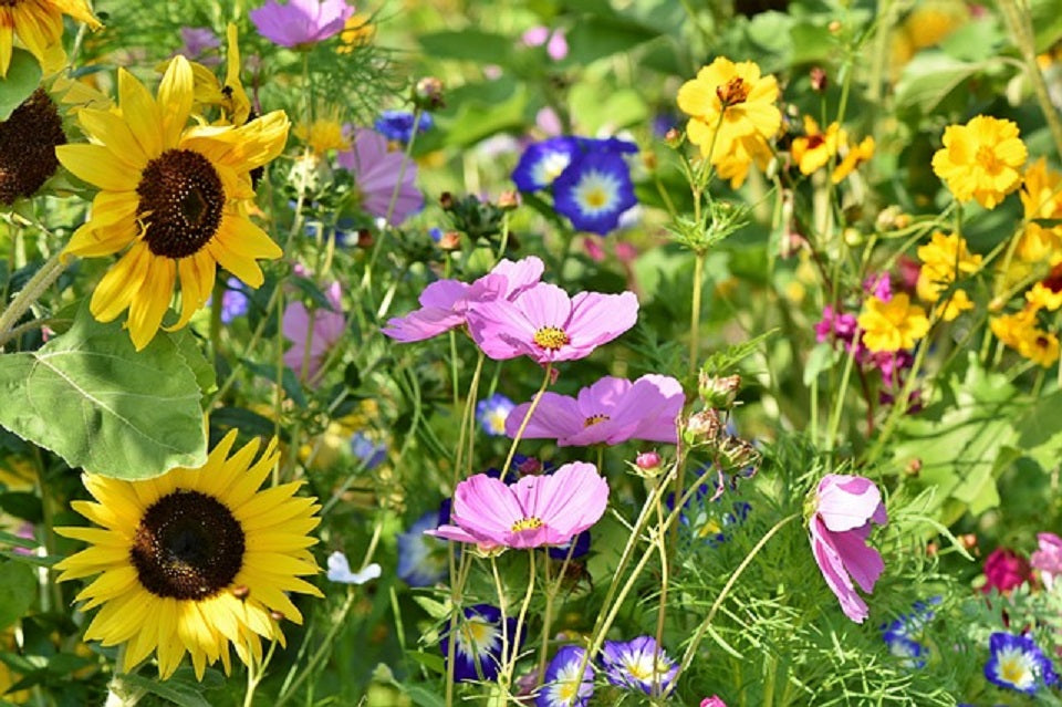 Blumenwiese mit vielen Sorten Blumen