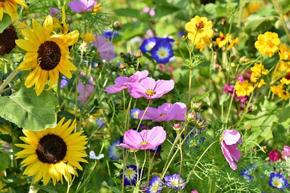 Blumenwiese mit vielen Sorten Blumen