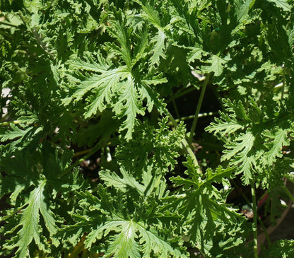 Citronella-Blätter