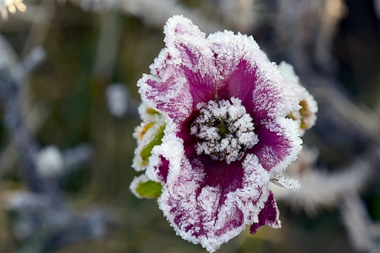 Blume mit Frostkristallen