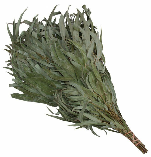 Eukalyptus Quast entfaltet
