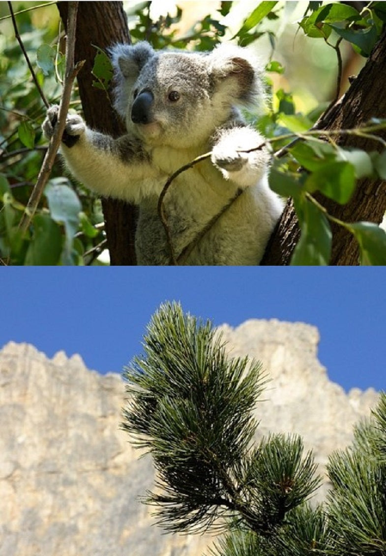 Koalabär im Euka-Baum und Zirbelkiefer-Ast