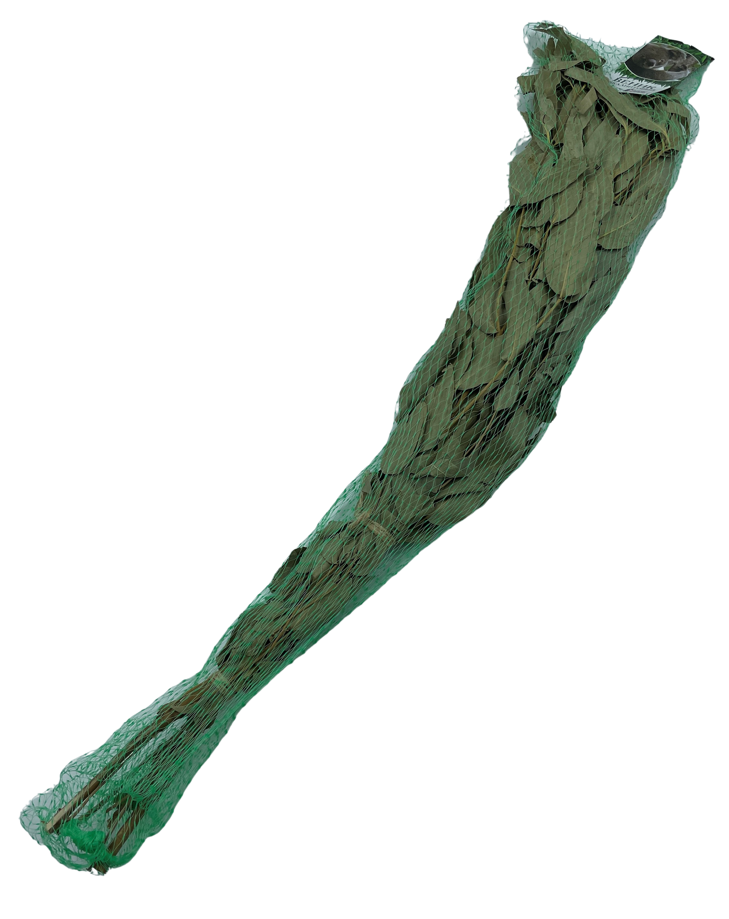 Eukalyptus Quast