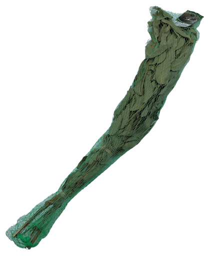 Eukalyptus Quast