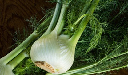 Fenchelknolle