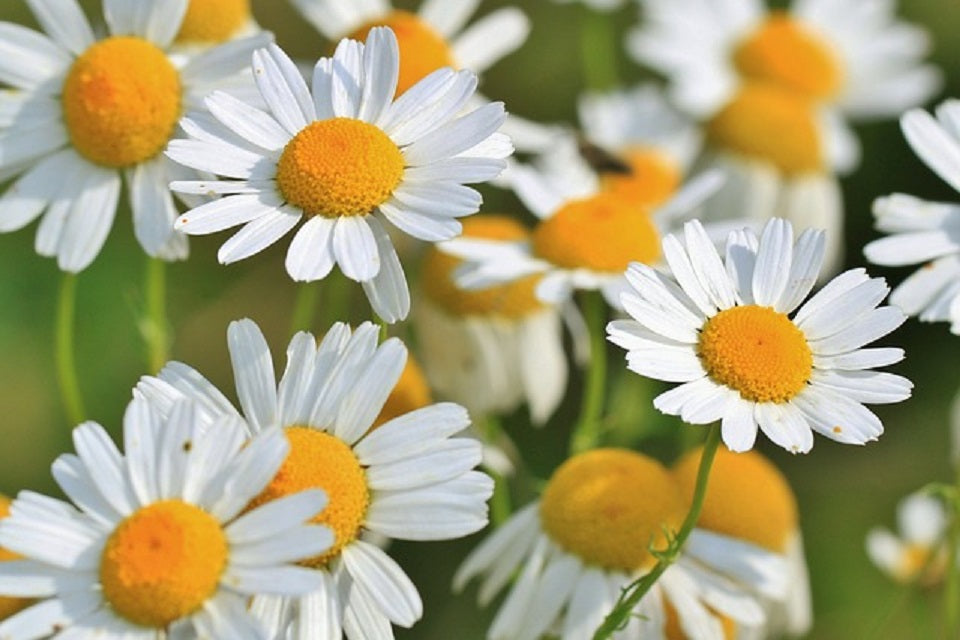 Kamilleblüten