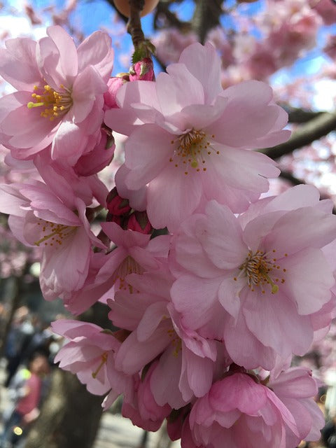 Kirschblüten