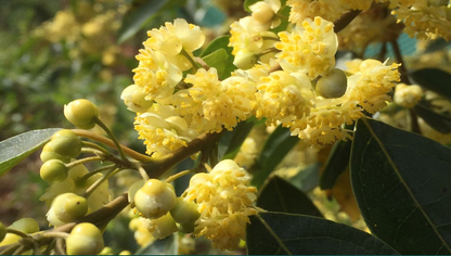 Litsea Cubeba Strauch mit Blüten und Früchten