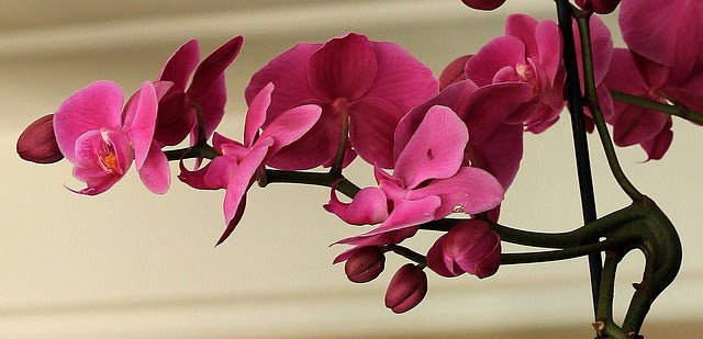 Orchideenblüten