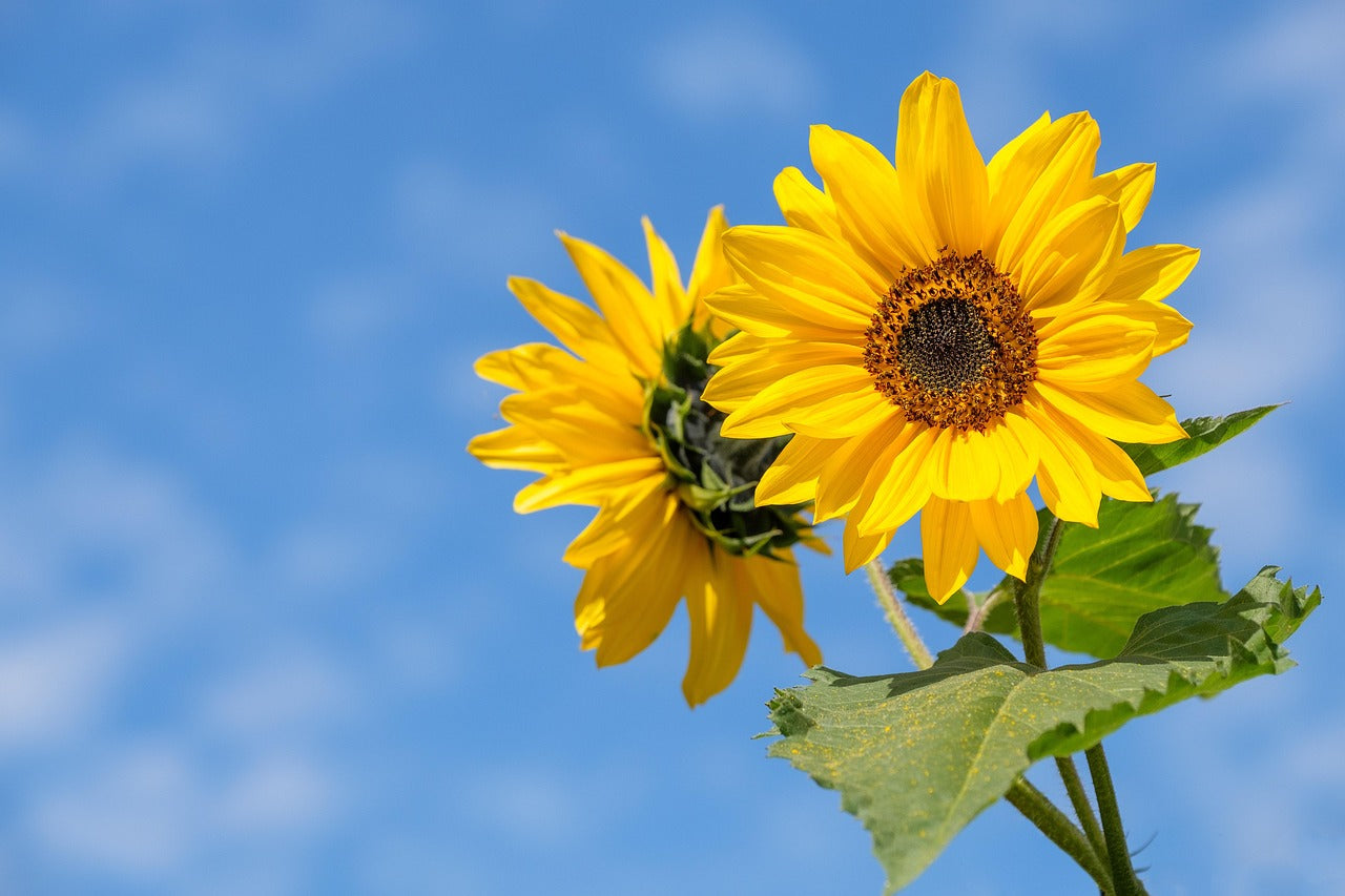 Sonnenblumen vor blauem Himmel