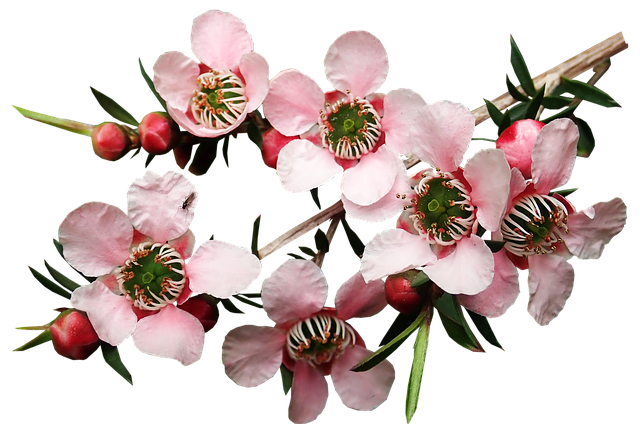 Teebaum-Blüten