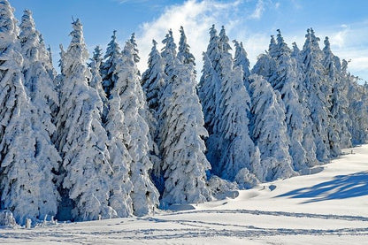 Winterlandschaft mit viel Schnee auf Fichten