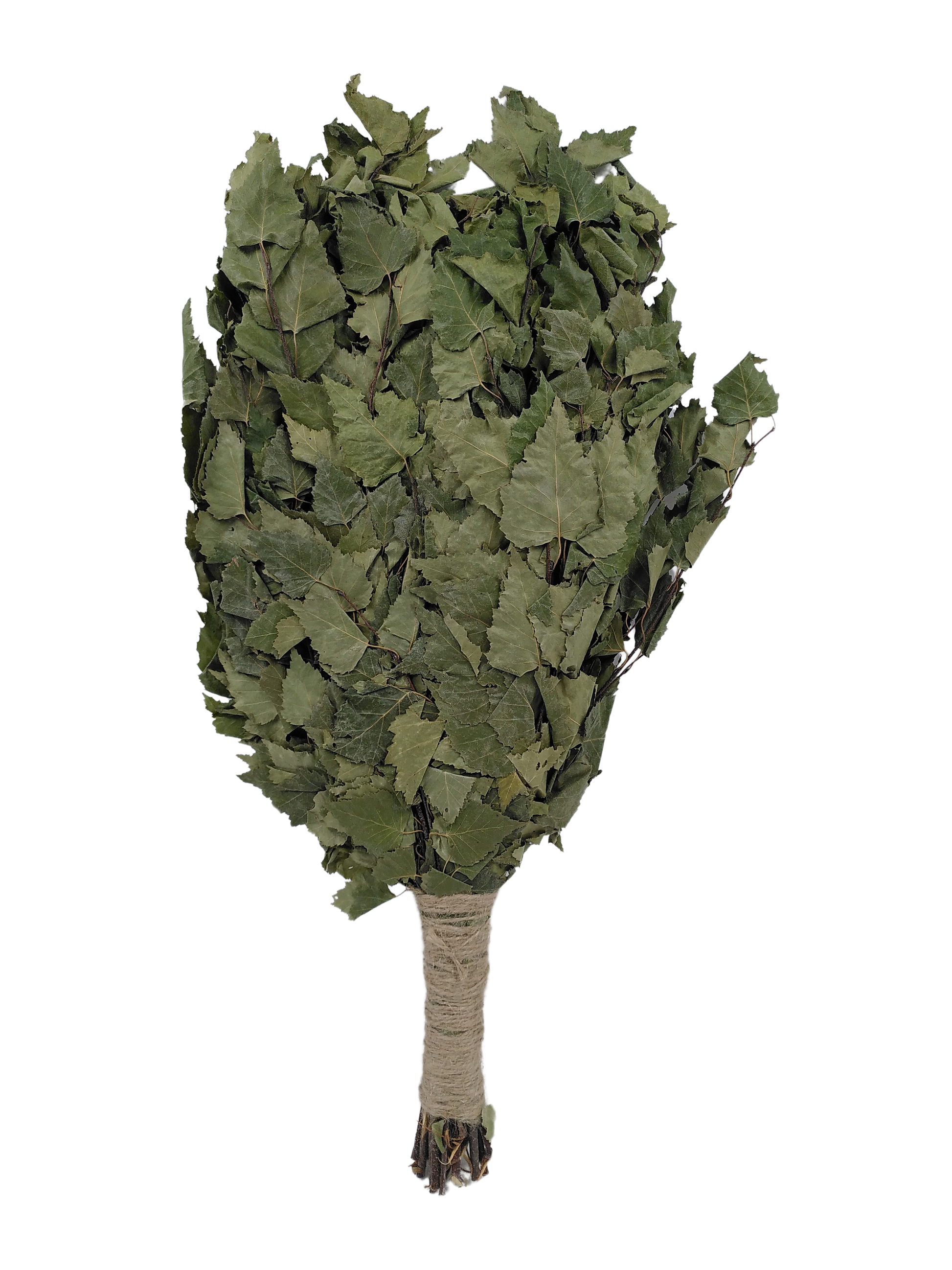 Birkenreisig